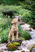 WOV 09 KH0051 01
Gray Wolf Pup Standing By Stream Howling