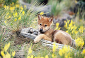 WOV 09 KH0052 01
Gray Wolf Pup Laying On Log By Yellow Wildflowers