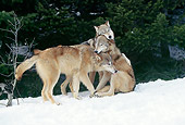 WOV 09 LS0002 01
Three Gray Wolves Playing On Snow By Woods