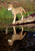 WOV 09 LS0004 01
Portrait Of Gray Wolf Pup Standing On Sunken Log At Edge Of Lake