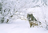 WOV 09 LS0005 01
Portrait Of Gray Wolf Sitting By Snow-Covered Shrubs