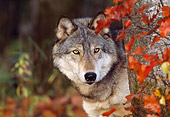 WOV 09 LS0008 01
Head Shot Of Gray Wolf Peeking Around Tree Autumn