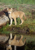 WOV 09 LS0010 01
Gray Wolf Juvenile Standing By Log At Edge Of Lake