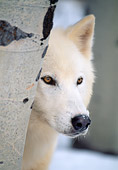 WOV 09 LS0011 01
Close-Up Of White Gray Wolf Peeking Around Tree Trunk
