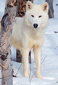 WOV 09 LS0012 01
Close-Up Of White Gray Wolf Standing In Snow Behind Tree Trunk