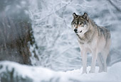 WOV 09 LS0015 01
Gray Wolf Standing In Snow In Woods