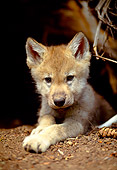 WOV 09 NE0001 01
Shoulder Shot Of Gray Wolf Pup Peeking From Den Montana