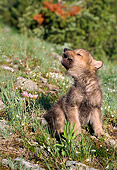 WOV 09 NE0002 01
Gray Wolf Pup Howling On Hillside Of Spring Flowers Montana