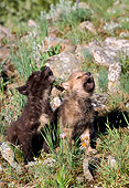 WOV 09 NE0003 01
Two Gray Wolf Pups Howling On Hillside Of Spring Flowers Montana