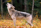 WOV 09 NE0005 01
Gray Wolf Howling In Forest Clearing Autumn Minnesota