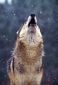 WOV 09 NE0006 01
Gray Wolf Howling Winter Rocky Mountains