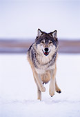 WOV 09 NE0007 01
Gray Wolf Running Toward Camera Winter Rocky Mountains