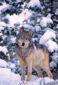 WOV 09 NE0011 01
Gray Wolf Standing On Snow By Evergreen Tree Rocky Mountains