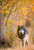WOV 09 NE0014 01
Gray Wolf Standing By Autumn Foliage Rocky Mountains Captive