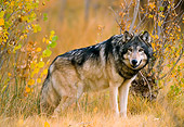 WOV 09 NE0015 01
Gray Wolf Standing By Autumn Foliage Rocky Mountains Captive