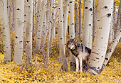 WOV 09 NE0016 01
Gray Wolf Standing In Aspen Forest Autumn Rocky Mountains