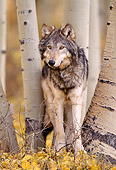 WOV 09 NE0017 01
Gray Wolf Standing In Aspen Forest Autumn Rocky Mountains