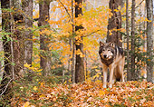WOV 09 NE0018 01
Gray Wolf Standing In Autumn Woods Minnesota
