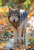 WOV 09 NE0019 01
Gray Wolf Standing In Stream In Autumn Woods Minnesota
