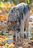 WOV 09 NE0020 01
Gray Wolf Drinking From Stream In Autumn Woods Minnesota