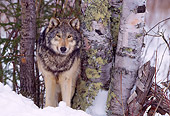 WOV 09 NE0021 01
Gray Wolf Standing By Tree In Snow