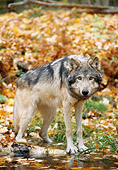 WOV 09 NE0024 01
Gray Wolf Standing On Log In Forest