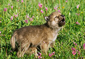 WOV 09 NE0025 01
Gray Wolf Pup Howling Standing In Field Of Flowers