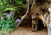 WOV 09 NE0027 01
Gray Wolf Pup Sitting By Tree Trunk And Purple Flowers