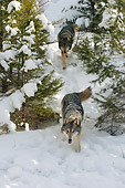 WOV 09 NE0028 01
Two Gray Wolves Running Through Snow In Forest Head On