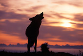 WOV 09 RF0001 01
Silhouette Of Gray Wolf Howling At Dawn Clouds