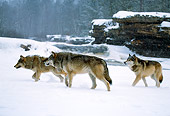 WOV 09 RF0005 01
Gray Wolf Pack Crossing Field During Snowfall