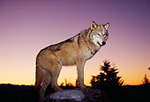 WOV 09 RK0001 14
Gray Wolf Standing On Top Of Snow Covered Rock Sunset Background