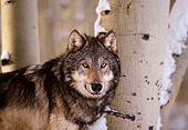 WOV 09 RK0074 01
Head Shot Of Gray Wolf Standing By Trees