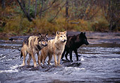 WOV 09 RK0086 05
A Group Of Gray Wolves Standing In Stream