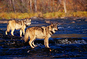 WOV 09 RK0095 02
Gray Wolves Standing In River