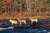 WOV 09 RK0096 03
Profile Shot Of Three Gray Wolves Standing In Water Trees Background
