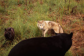 WOV 09 RK0121 01
Two Wolves And Rear Shot Of Black Bear On Grass