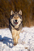 WOV 09 RK0127 18
Gray Wolf Running Towards Camera On Snow