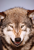 WOV 09 RK0134 12
Head Shot Of Gray Wolf Snarling At Camera