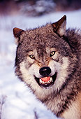 WOV 09 RK0134 73
Head Shot Of Gray Wolf Snarling At Camera