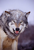 WOV 09 RK0134 80
Head Shot Of Gray Wolf Snarling At Camera