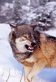 WOV 09 RK0134 83
Head Shot Of Gray Wolf Snarling At Camera