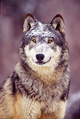 WOV 09 RK0135 03
Head Shot Of Gray Wolf With Snow On Head Facing Camera
