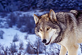 WOV 09 RK0137 01
Profile Head Shot Of Gray Wolf