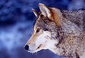 WOV 09 RK0137 04
Profile Head Shot Of Gray Wolf