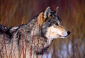WOV 09 RK0140 11
Head Shot Of Gray Wolf In Tall Brown Grass