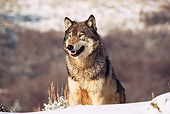 WOV 09 RK0148 07
Gray Wolf Standing On Snow On Mountain