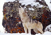 WOV 09 RK0162 07
Gray Wolf Standing On Snow By Rock Howling