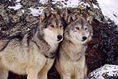 WOV 09 RK0164 50
Two Gray Wolves Standing On Snow By Rock