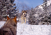 WOV 09 RK0165 01
Gray Wolves Running Down Snow Hill Towards Camera